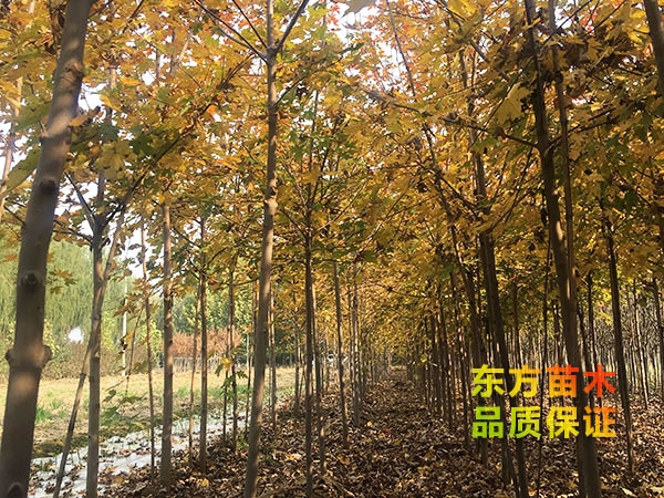 美國(guó)紅楓